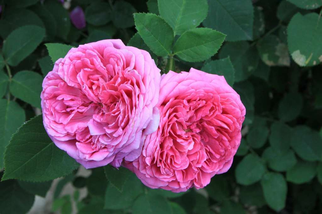 Detail Gambar Bunga Mawar Yang Indah Dan Cantik Nomer 39