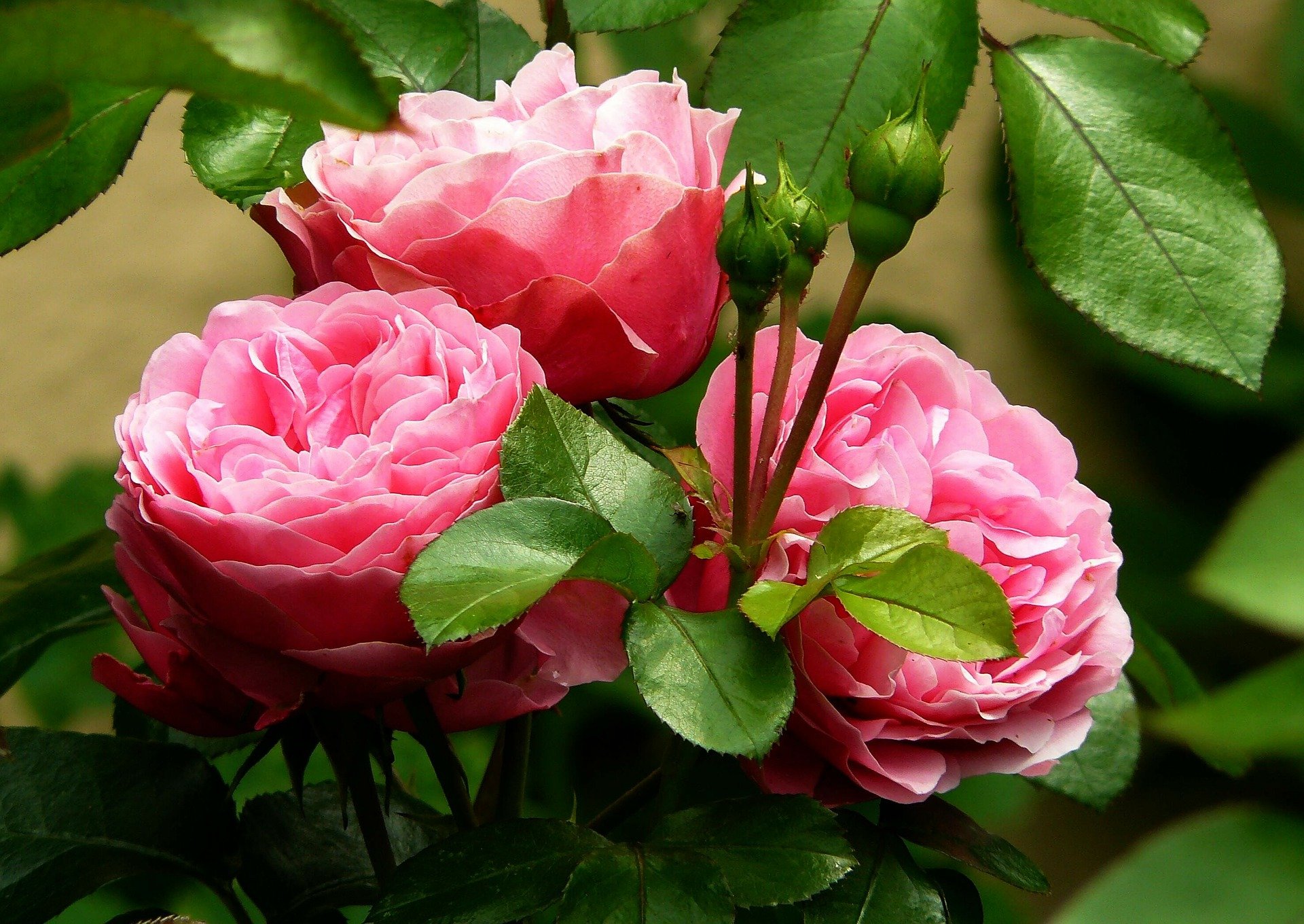 Detail Gambar Bunga Mawar Yang Indah Dan Cantik Nomer 41
