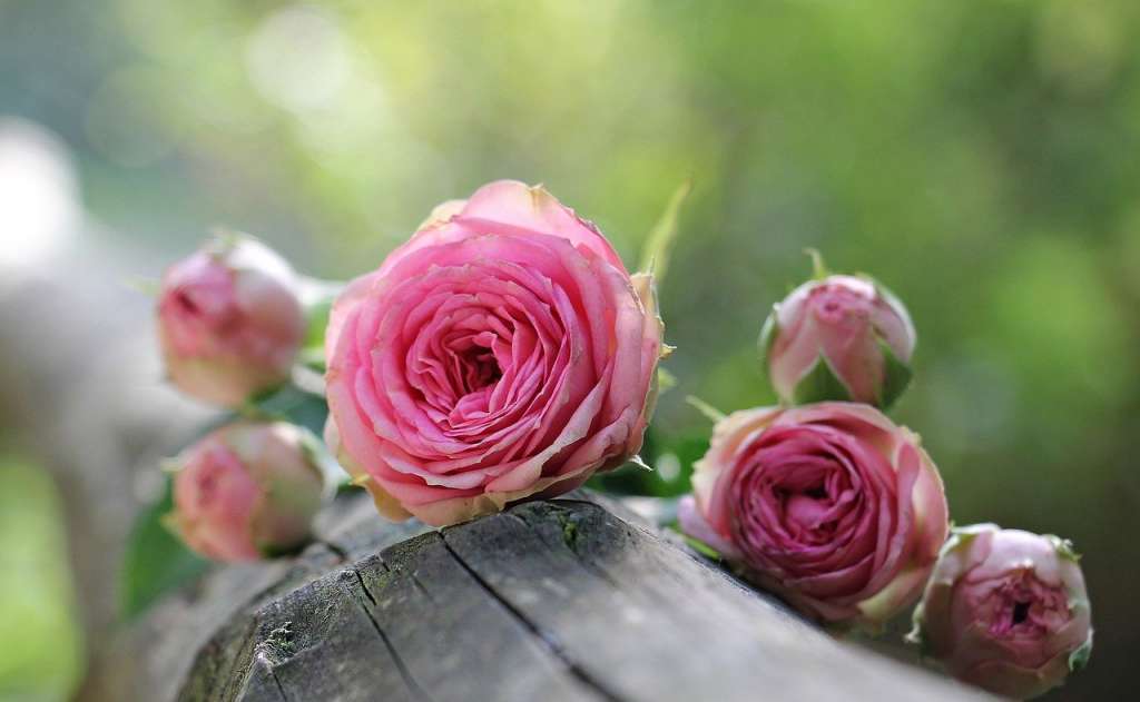 Detail Gambar Bunga Mawar Yang Indah Dan Cantik Nomer 45