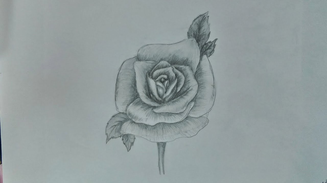 Detail Gambar Bunga Mawar Yang Mudah Nomer 56