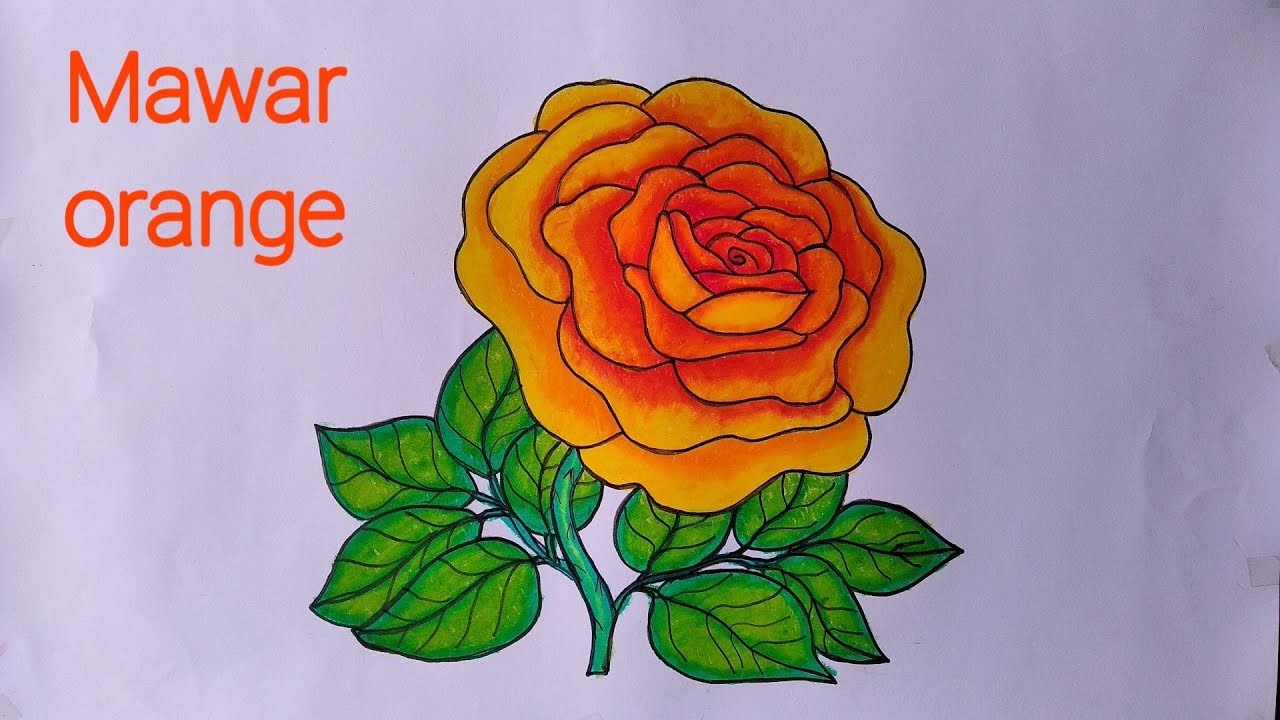 Cara Menggambar Bunga Mawar Yang Bagus | Menggambar Dan Mewarnai Bunga Mawar - Youtube