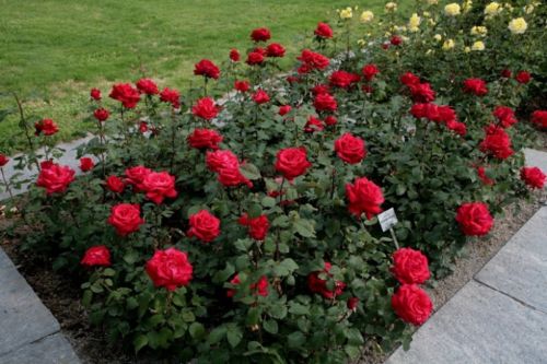 3 Tips Dan Cara Menanam Bunga Mawar Yang Tepat | Bibit Online