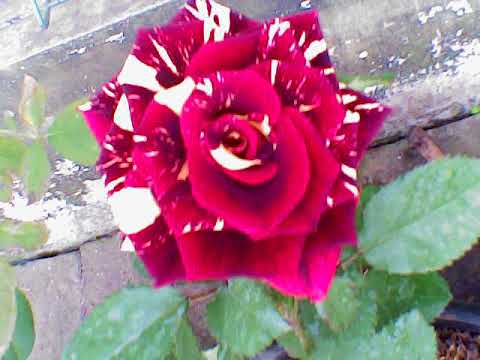 Gambar Bunga Mawar Yg Bagus