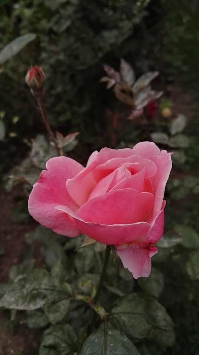 Rose Pink Flower - Free Photo On Pixabay