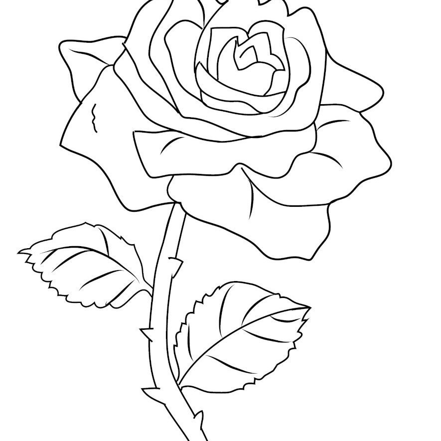 Detail Gambar Bunga Mawar Yg Belum Di Warnai Nomer 44