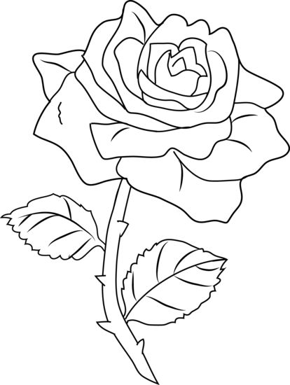 Detail Gambar Bunga Mawar Yg Belum Di Warnai Nomer 9