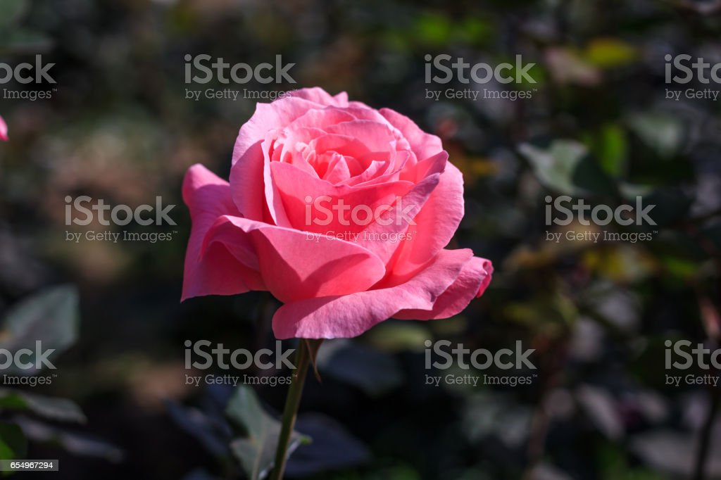 Detail Gambar Bunga Mawar Yg Indah Nomer 14