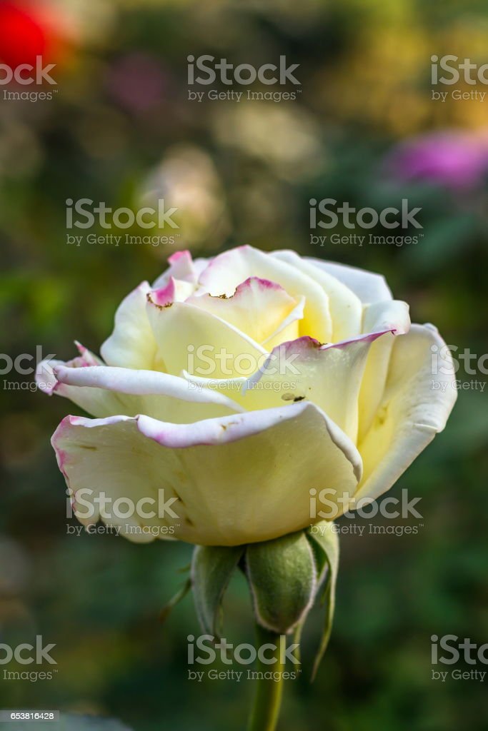 Detail Gambar Bunga Mawar Yg Indah Nomer 47