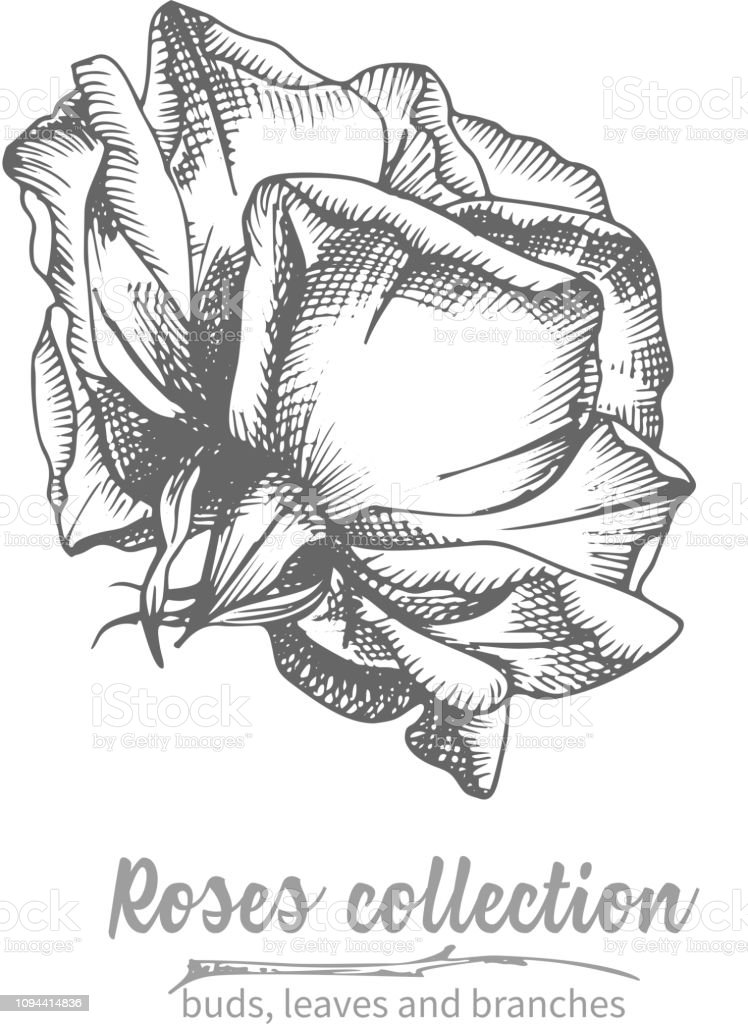 Detail Gambar Bunga Mawar Yg Mudah Di Gambar Nomer 44