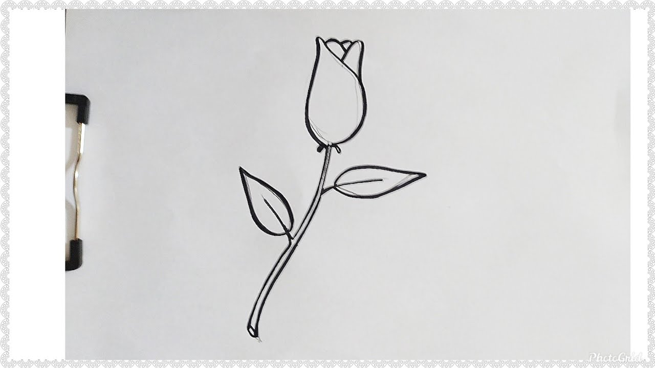 Detail Gambar Bunga Mawar Yg Simpel Nomer 41