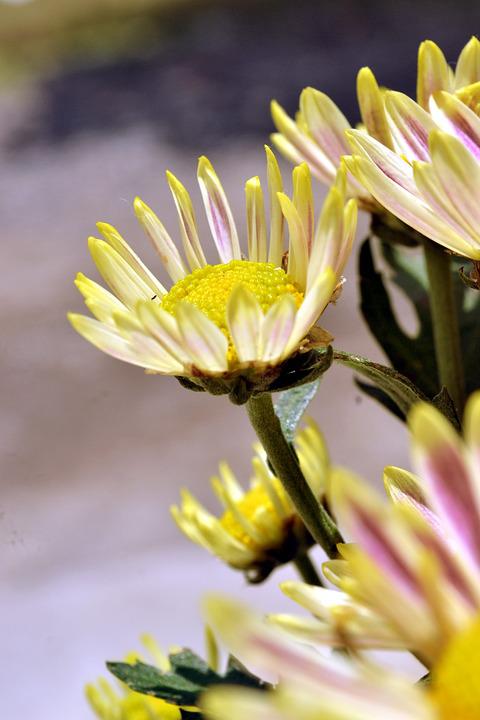 Detail Gambar Bunga Mekar Cantik Nomer 22