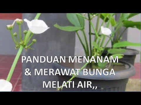 Detail Gambar Bunga Melati Air Nomer 33