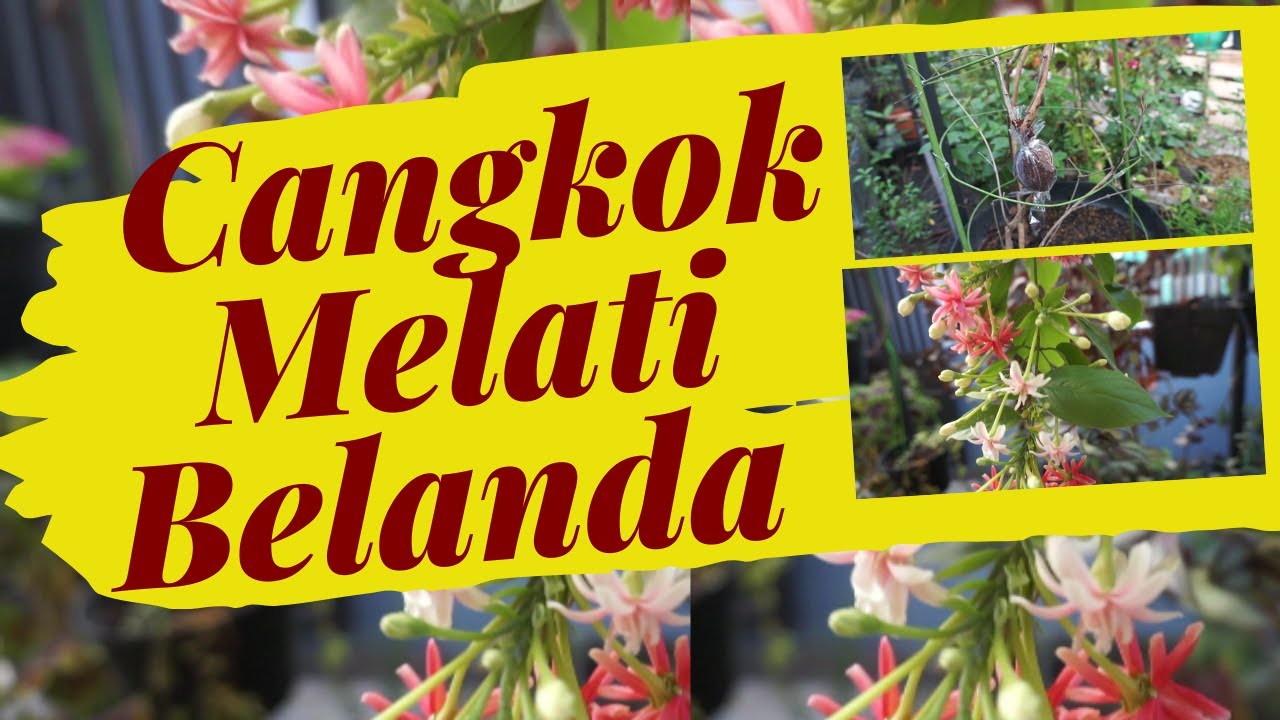 Download Gambar Bunga Melati Belanda Nomer 41