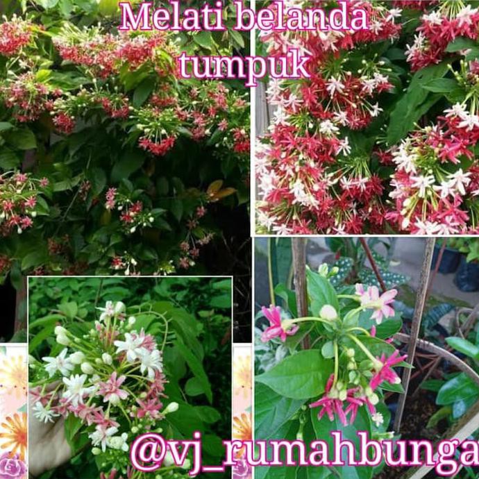 Detail Gambar Bunga Melati Belanda Nomer 52