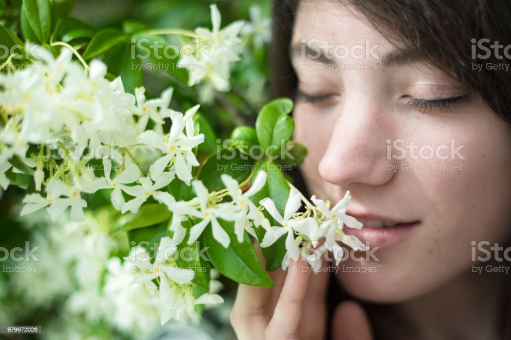 Detail Gambar Bunga Melati Cantik Nomer 40