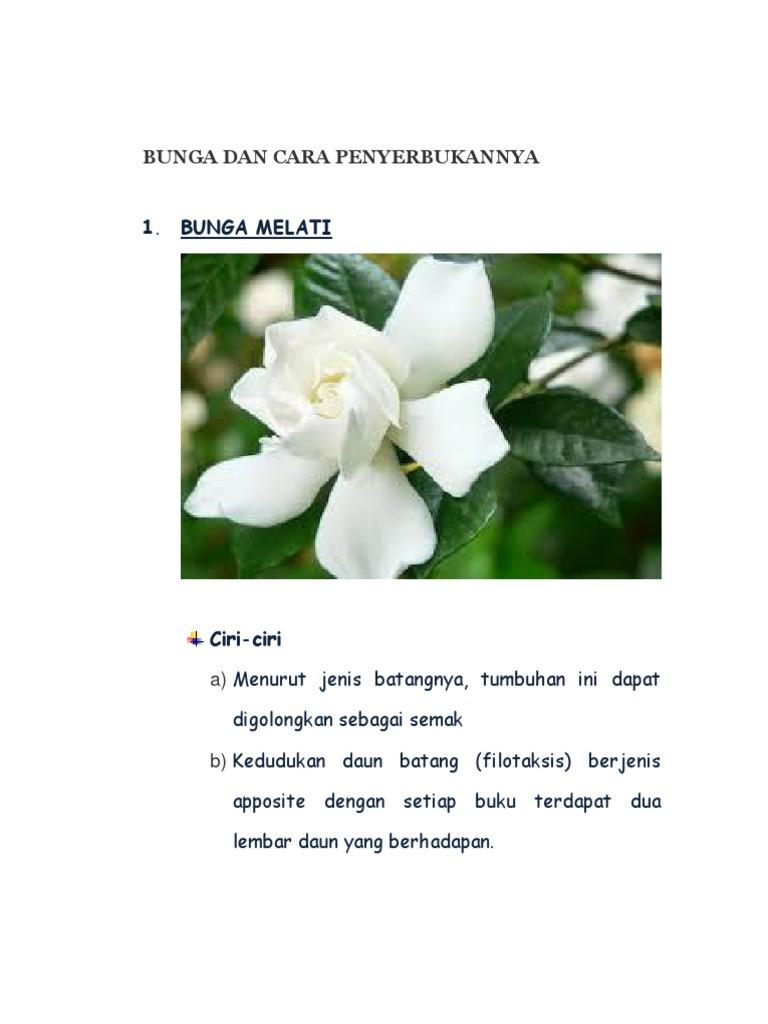 Detail Gambar Bunga Melati Dan Bagiannya Nomer 7