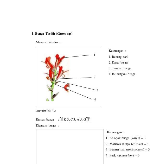 Detail Gambar Bunga Melati Dan Bagiannya Nomer 9