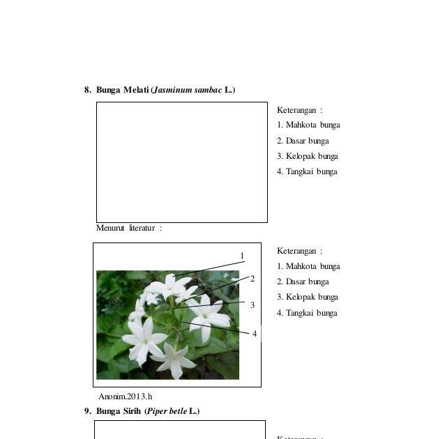 Detail Gambar Bunga Melati Dan Keterangannya Nomer 2