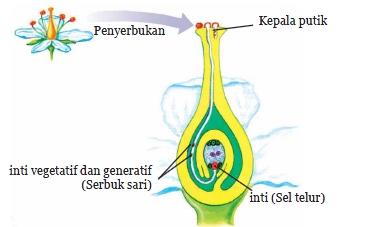 Detail Gambar Bunga Melati Dan Penyerbukannya Nomer 17