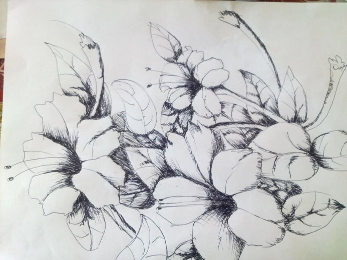 Detail Gambar Bunga Melati Dari Pensil Nomer 21