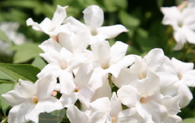 Detail Gambar Bunga Melati Daun Jambu Rumput Merupakan Bentuk Dari Gambar Nomer 14