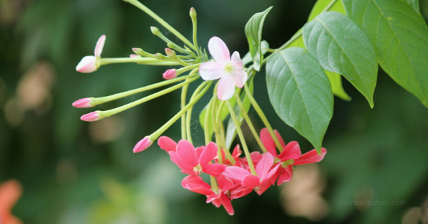 Detail Gambar Bunga Melati Daun Jambu Rumput Merupakan Bentuk Dari Gambar Nomer 15