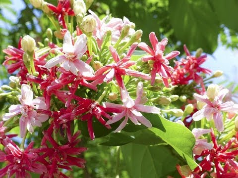 Detail Gambar Bunga Melati Daun Jambu Rumput Merupakan Bentuk Dari Gambar Nomer 25