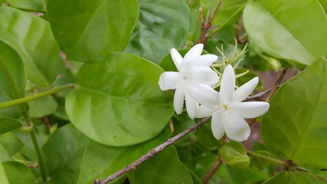 Detail Gambar Bunga Melati Daun Jambu Rumput Merupakan Bentuk Dari Gambar Nomer 34