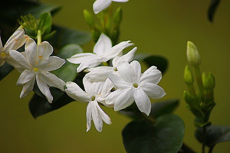 Detail Gambar Bunga Melati Daun Jambu Rumput Merupakan Bentuk Dari Gambar Nomer 40