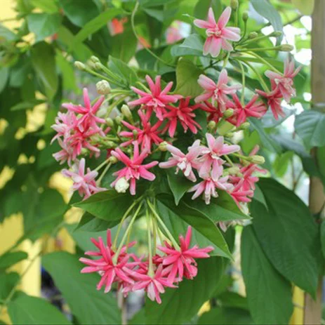 Detail Gambar Bunga Melati Daun Jambu Rumput Merupakan Bentuk Dari Gambar Nomer 46