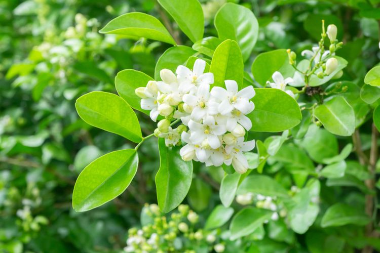 Detail Gambar Bunga Melati Daun Jambu Rumput Merupakan Bentuk Dari Gambar Nomer 50