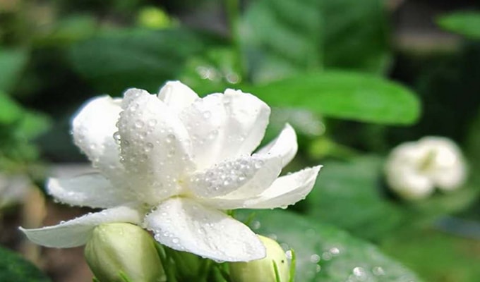 Detail Gambar Bunga Melati Daun Jambu Rumput Merupakan Bentuk Dari Gambar Nomer 55