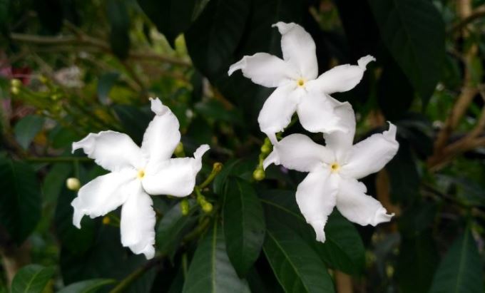 Detail Gambar Bunga Melati Daun Jambu Rumput Merupakan Bentuk Dari Gambar Nomer 56