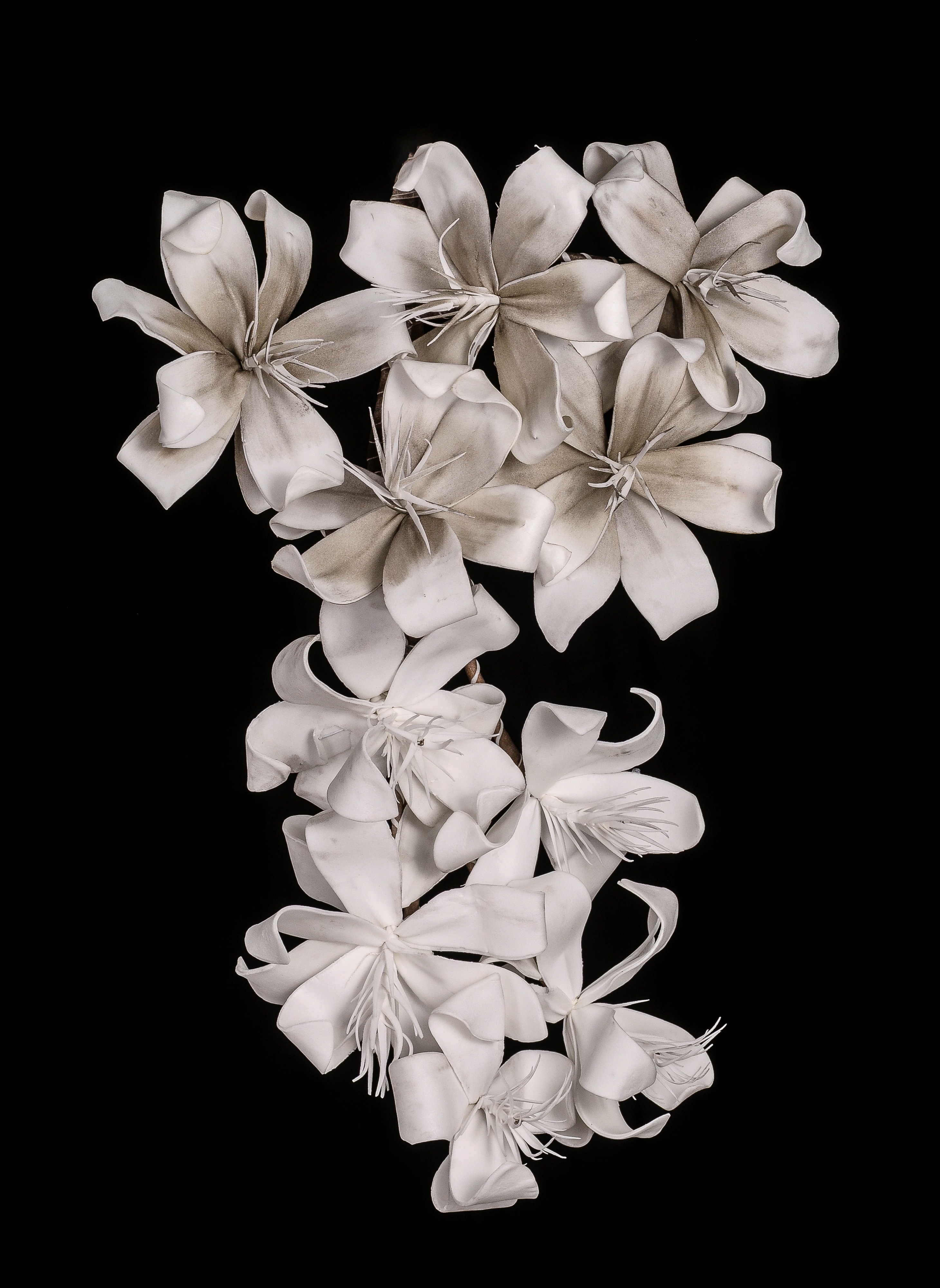 Detail Gambar Bunga Melati Hitam Putih Nomer 23