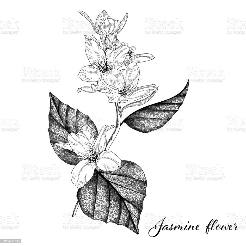 Detail Gambar Bunga Melati Hitam Putih Nomer 47