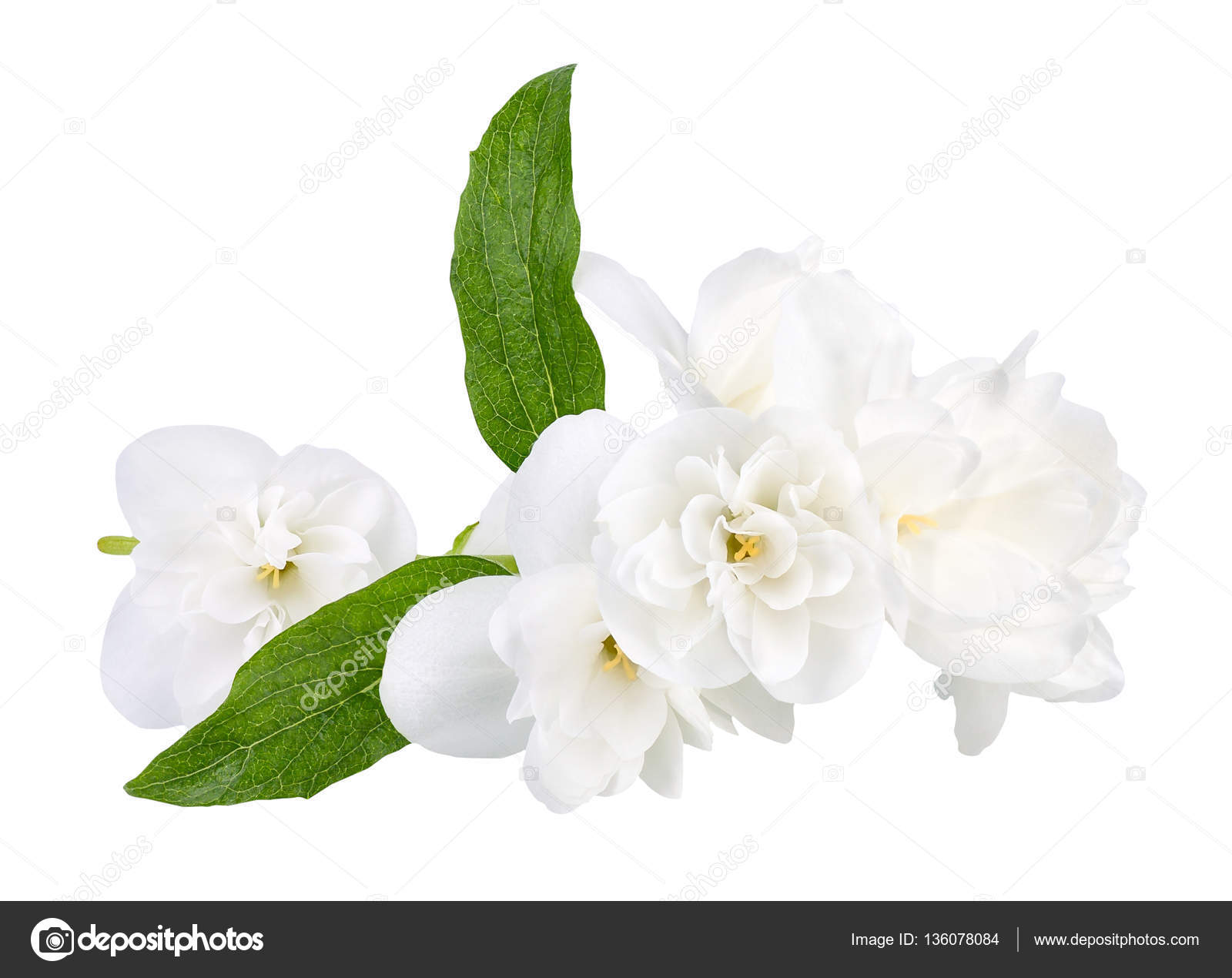 Detail Gambar Bunga Melati Hitam Putih Nomer 51