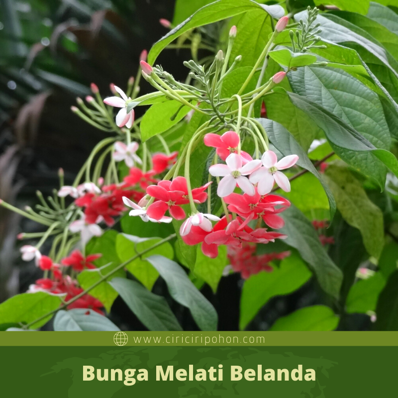 Detail Gambar Bunga Melati Hutan Nomer 31