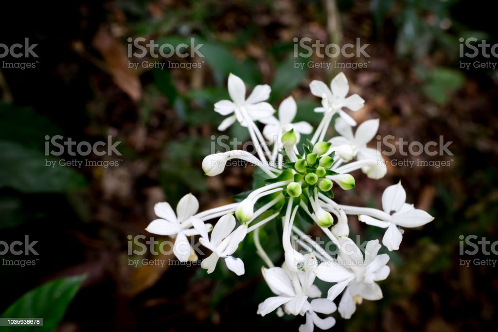 Detail Gambar Bunga Melati Hutan Nomer 33