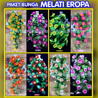 Detail Gambar Bunga Melati Jerman Nomer 16