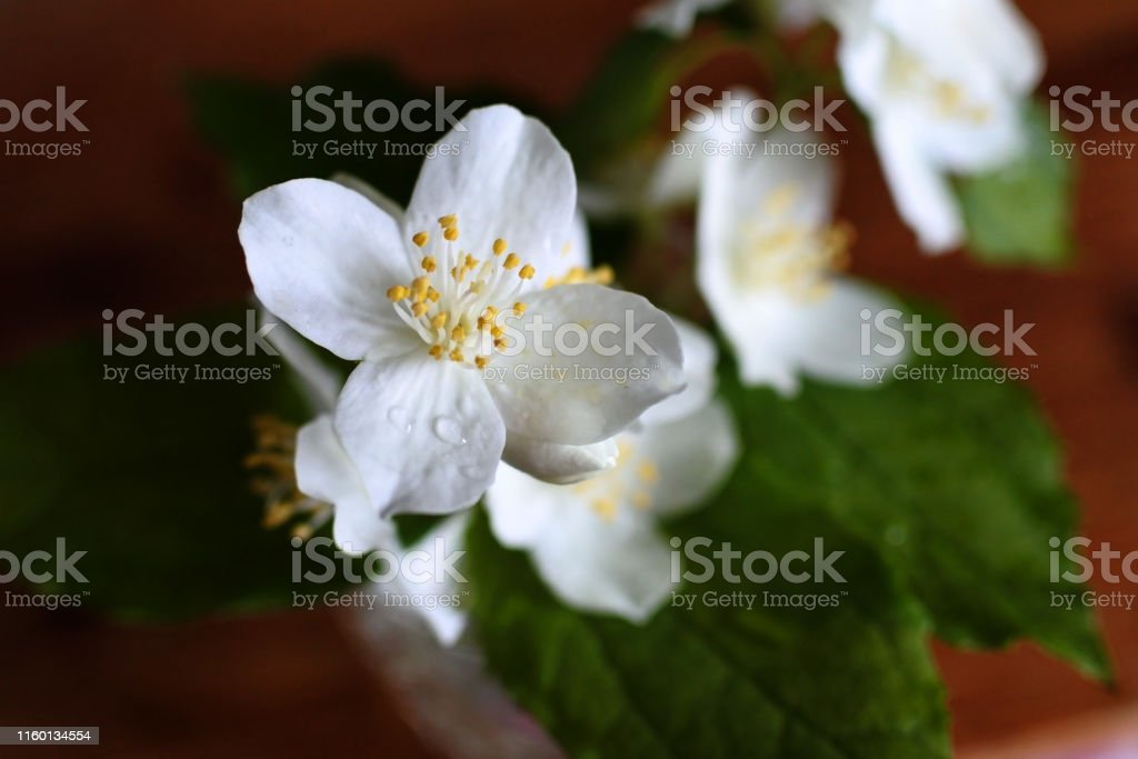 Detail Gambar Bunga Melati Kecil Nomer 48