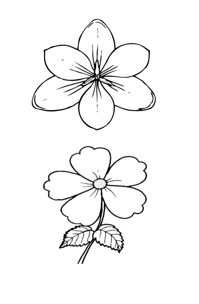 Detail Gambar Bunga Melati Mewarnai Nomer 29