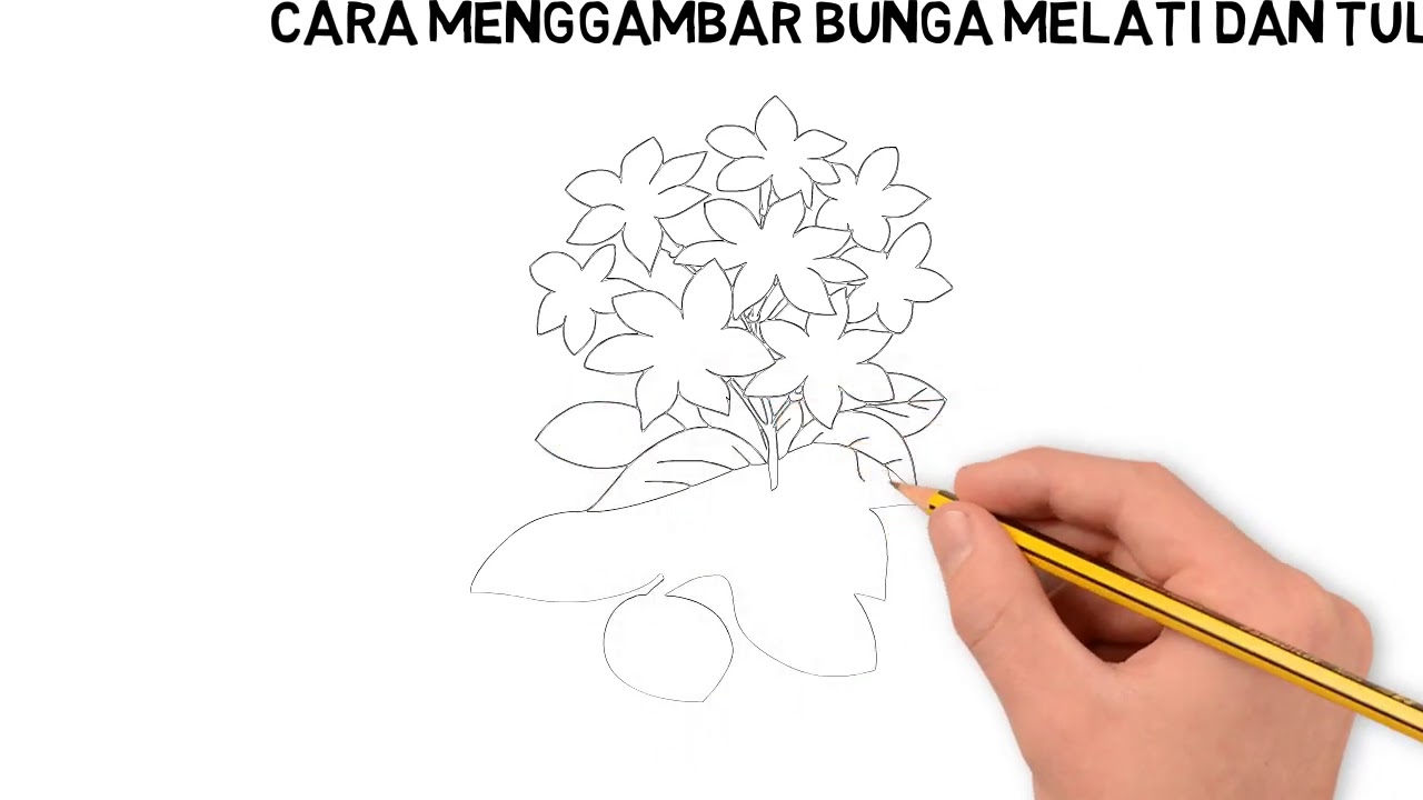 Download Gambar Bunga Melati Mewarnai Nomer 37