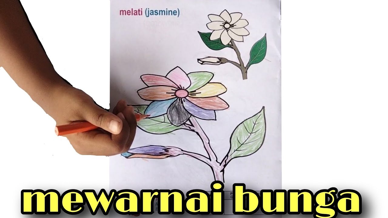 Detail Gambar Bunga Melati Mewarnai Nomer 40