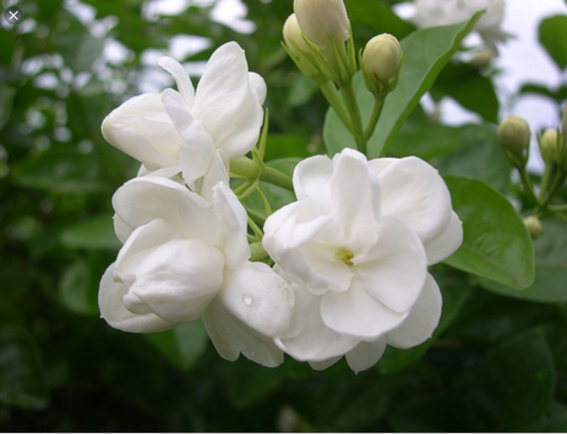 Detail Gambar Bunga Melati Putih Nomer 29