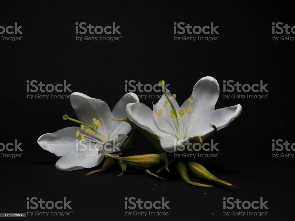 Detail Gambar Bunga Melati Putih Hitam Nomer 16