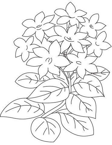 Detail Gambar Bunga Melati Putih Hitam Nomer 4