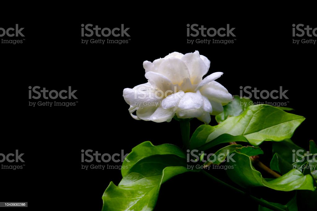 Detail Gambar Bunga Melati Putih Hitam Nomer 27
