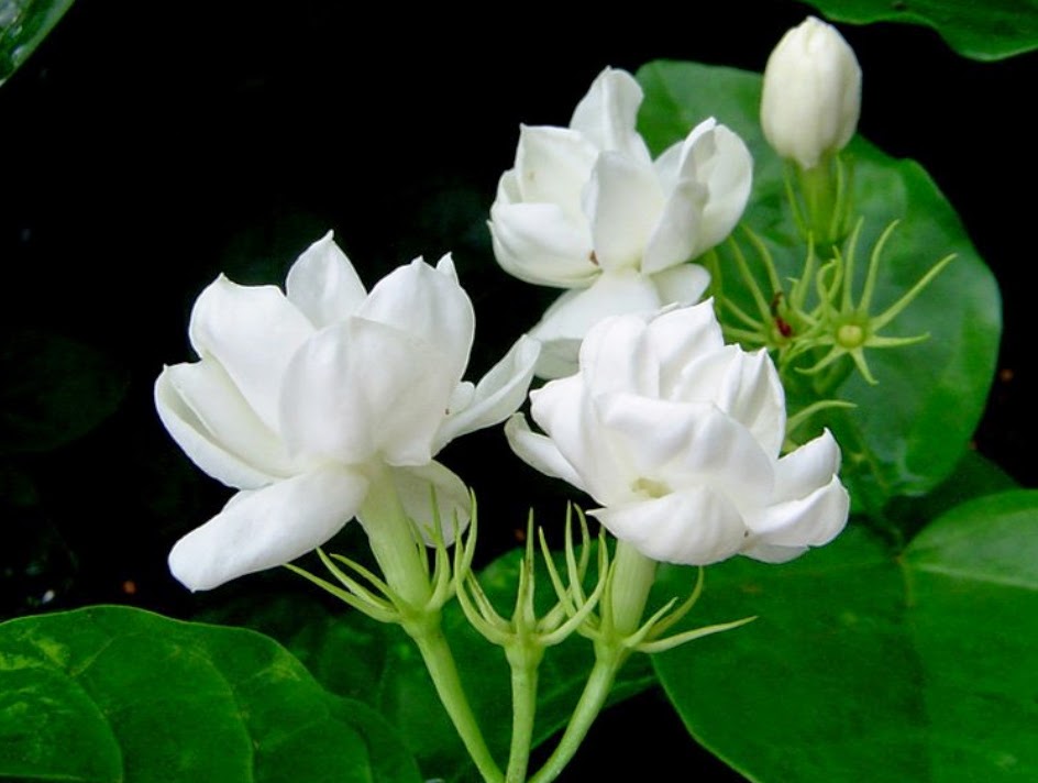 Detail Gambar Bunga Melati Putih Hitam Nomer 44