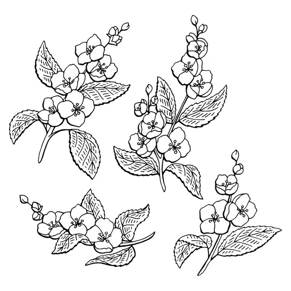 Detail Gambar Bunga Melati Putih Hitam Nomer 50