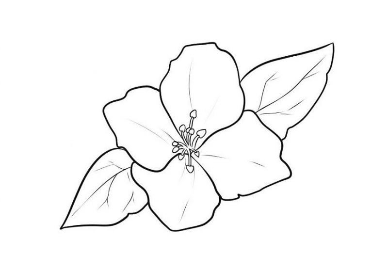 Detail Gambar Bunga Melati Sketsa Nomer 14